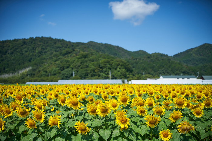 お写ん歩: SAMYANG AF 35-150mm F2-2.8 FEアーカイブ